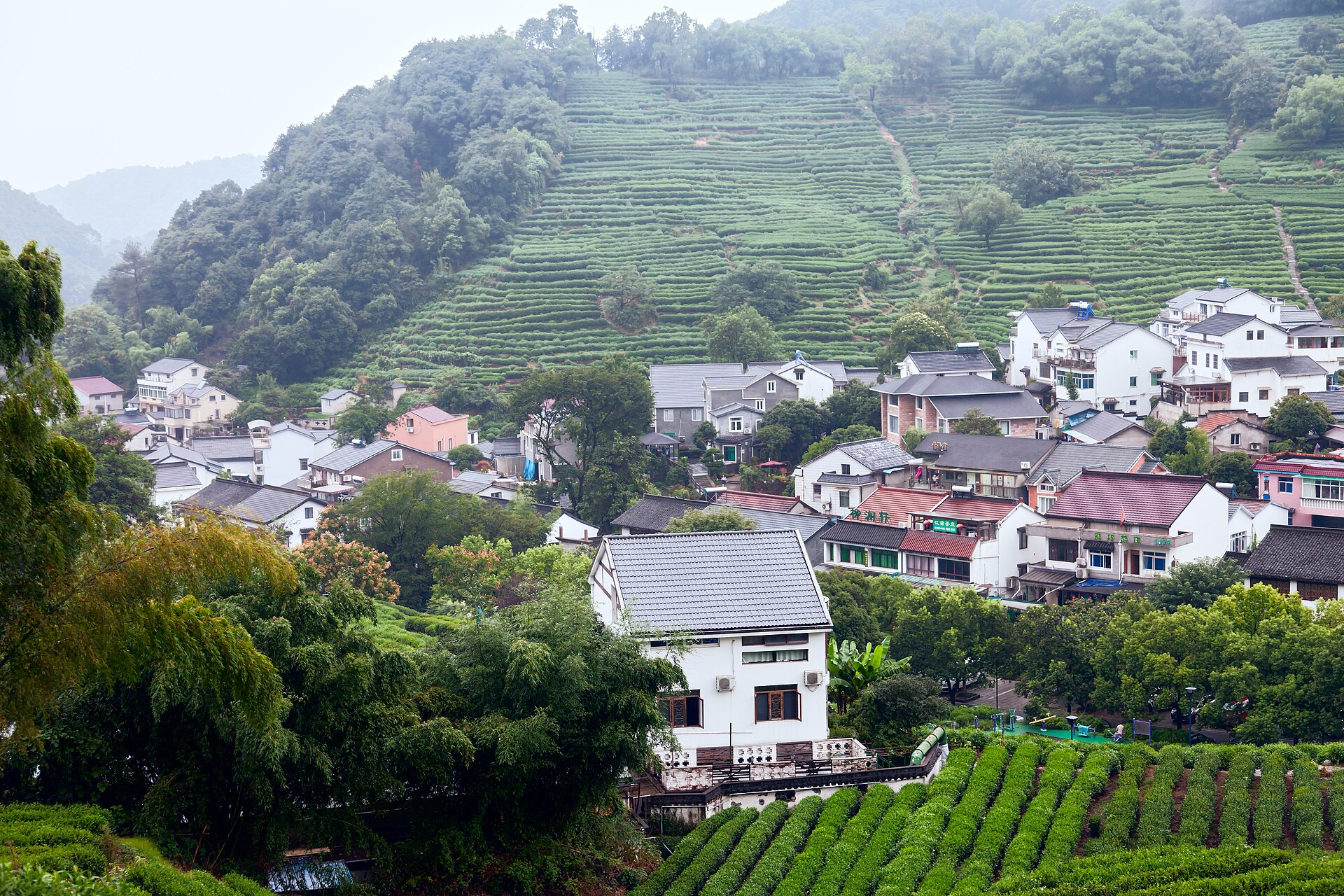 Longjing Tea Village