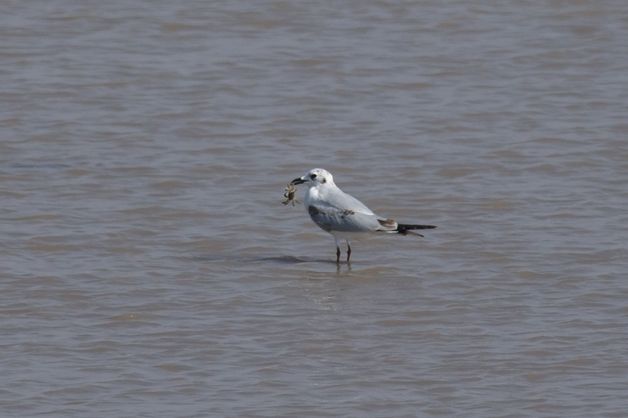 Yellow Sea–Bohai Bird Sanctuaries